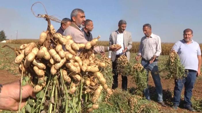 Harran Ovası’nda yer fıstığı bereketi