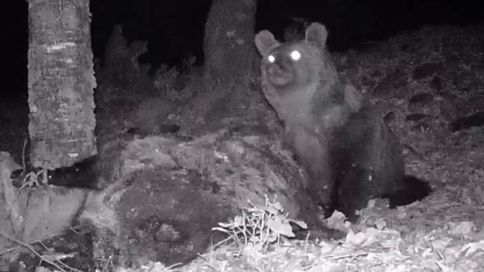 Kaz Dağları'nda yaşayan bozayı fotokapanla görüntülendi