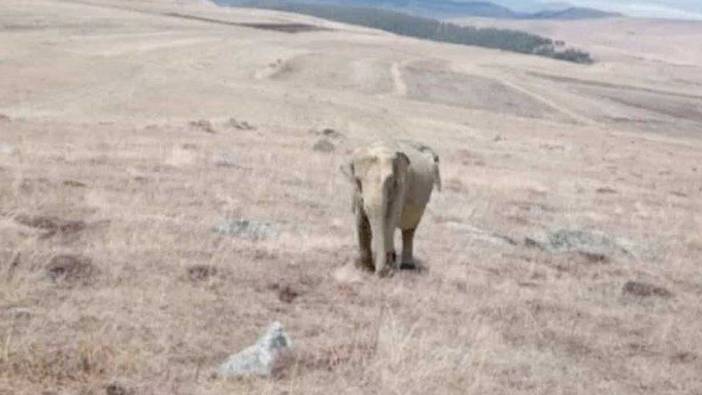 Ardahan’da fil alarmı verilmişti: İşin aslı bambaşka çıktı