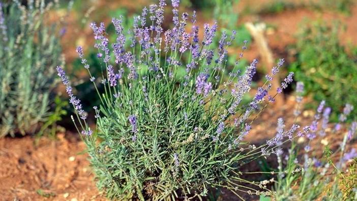 Türkiye'nin tıbbi ve aromatik bitki ihracatı 23 yılda 5 kat arttı