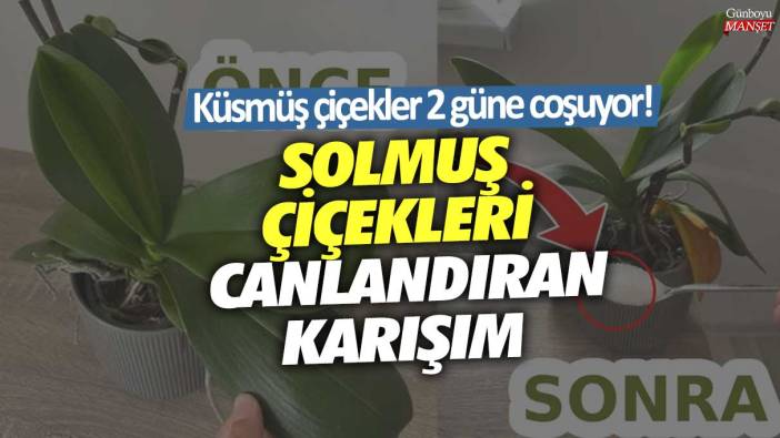 Solmuş çiçekleri canlandıran karışım! Küsmüş çiçekler 2 güne coşuyor