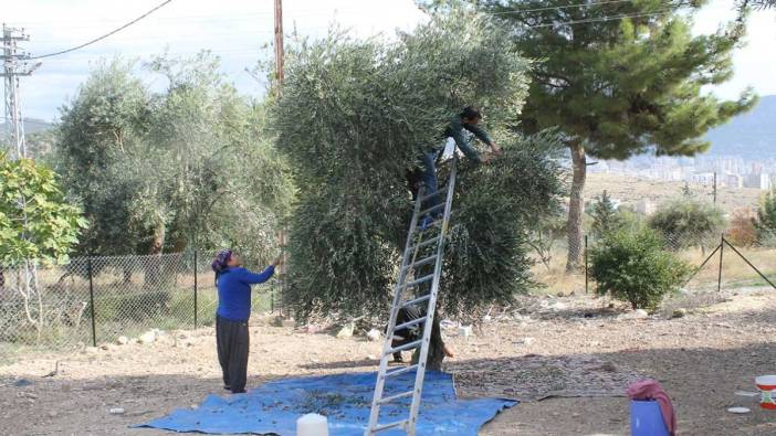 Meteoroloji uyarısı sonrası çiftçiler hasat yapmaya başladı