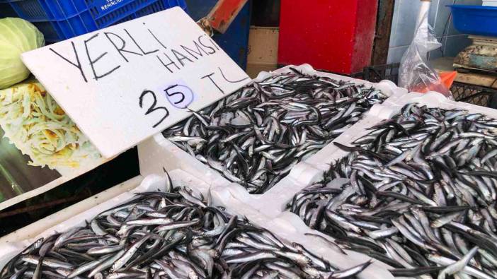 Karadeniz’de hamsi bolluğu sürüyor