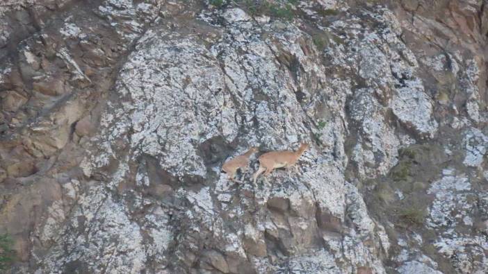 Vurmanın cezası 250 bin TL...Nesli koruma altındaydı! Artvin'de görüntülendi