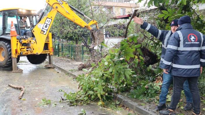 Düzce’de fırtınada ağaçlar devrildi