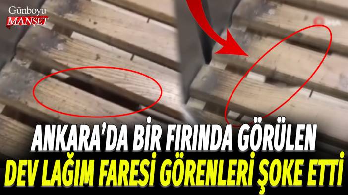 Ankara'da bir fırında görülen dev lağım faresi görenleri şoke etti