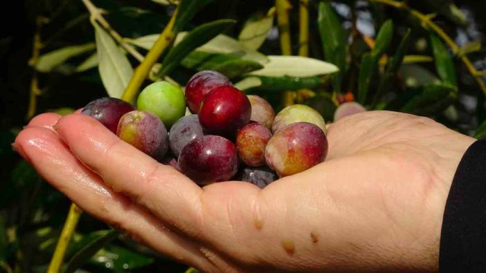 300 yıllık zeytin ağaçlarında rekolte düşük verim yüksek