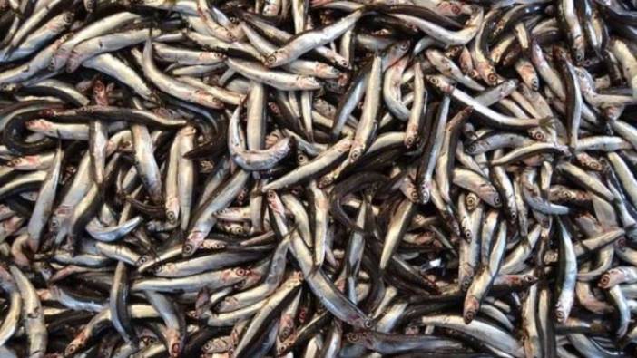 Rüyada hamsi görmek ne anlama gelir?