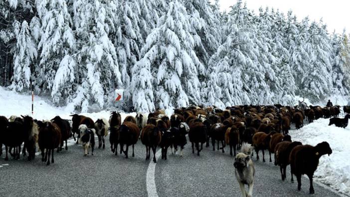 Erzurum'da göçerler sürülerini kar ve tipi nedeniyle yaylalardan indirmeye başladı