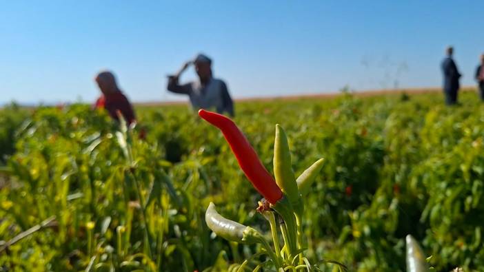 Şanlıurfa’da ilk kez ekilen ürün çiftçinin yüzünü güldürdü