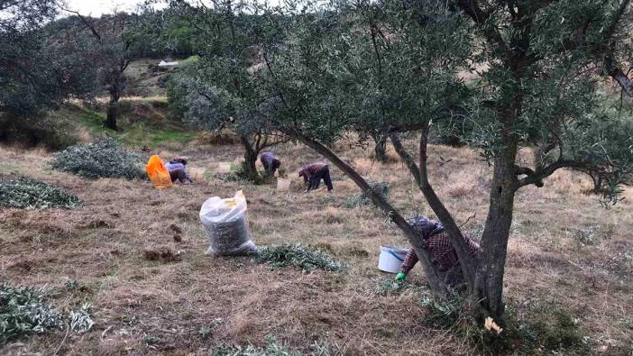 Üzüm hasadını bitiren üreticiler zeytin hasadına başladı