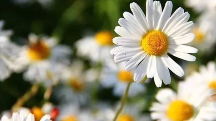 Rüyada çiçek görmek ne anlama gelir? Rüyada çiçek görmek ne demektir?