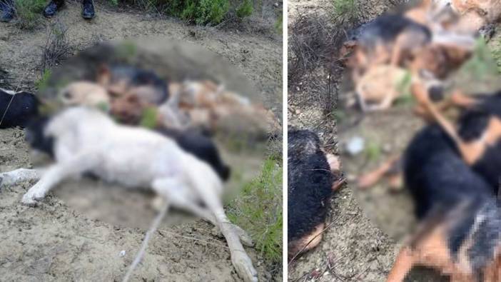 Bilecik'te 14 köpek ölü bulunmuştu! 4 şüpheli gözaltına alındı