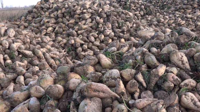 Iğdır’da şeker pancarı hasadı başladı