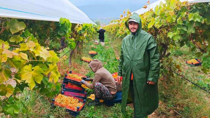 Manisa’da yağmur altında üzüm hasadı