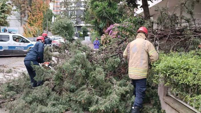 Kadıköy’de fırtına nedeniyle ağaç devrildi