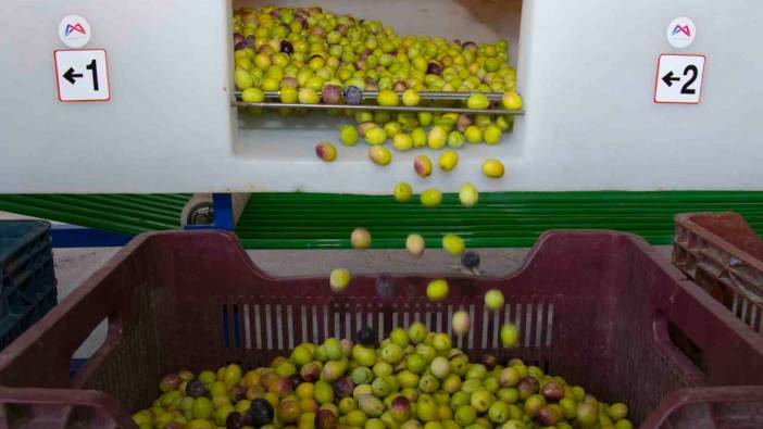 Boylama makinesi zeytin üreticisinin yüzünü güldürüyor