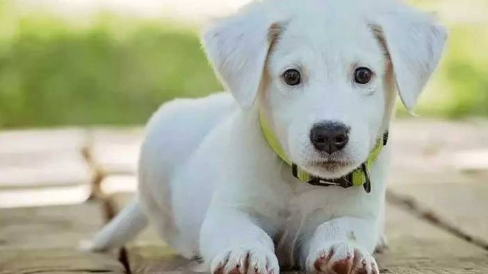 Rüyada köpek görmek ne anlama gelir? Rüyada köpek saldırması, ısırması ne demek?