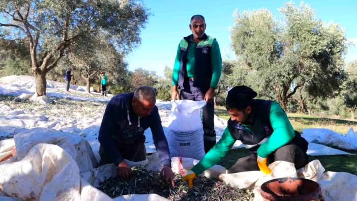 Efeler Belediyesi Zeytin Hasadına Başladı