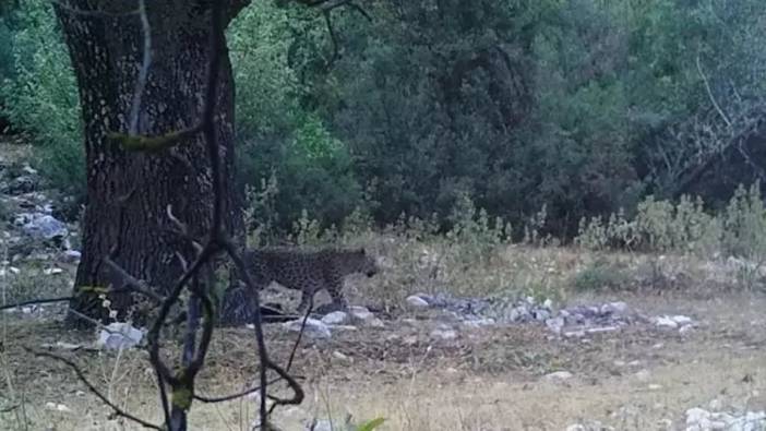 Bakan görüntüsünü paylaştı: Anadolu parsı aylar sonra yeniden görüntülendi