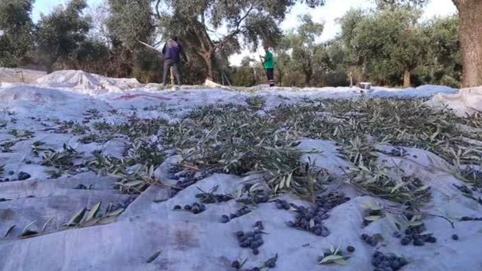 Efeler'in zeytinleri için hasat başladı