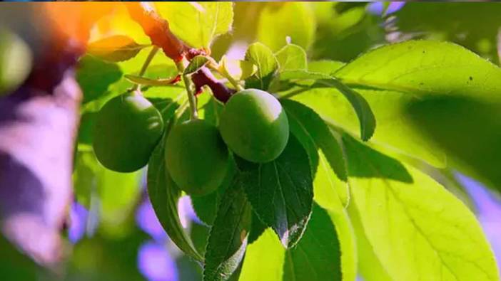 Rüyada yeşil renk görmek ne anlama gelir