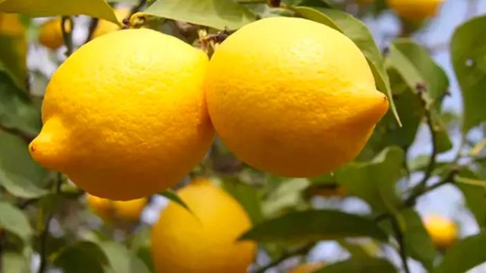 Limonda bin TL ihracat teşviki üreticiyi memnun etti