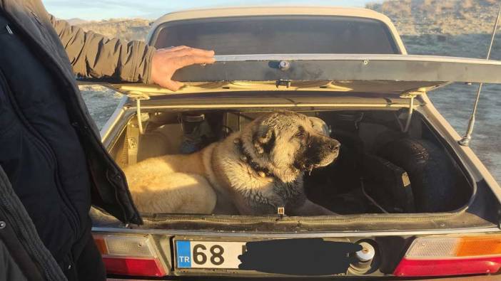 Kayseri'de bahisle köpek dövüştüren 37 kişiye ceza!