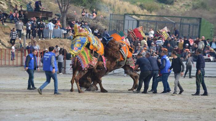 Ege’de deve güreşi heyecanı başladı