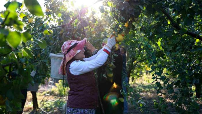 Kahramanmaraş'ta ayva hasadı başladı