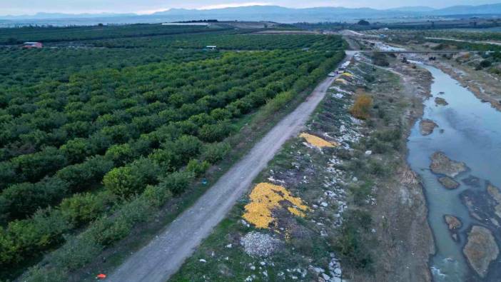 Görenler hayrete düştü: Tonlarca limon dere yatağına döküldü