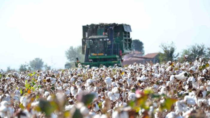 Beyaz altının hasadında sona yaklaşılıyor