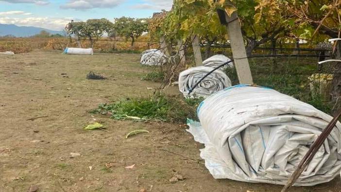 Hasadı biten bağların örtüleri toplanmaya başladı