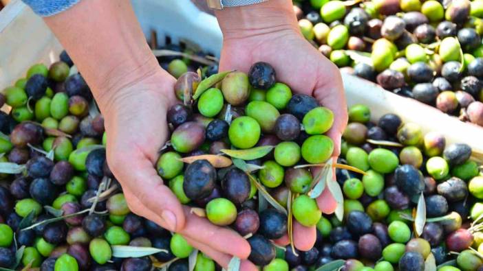 Denizli zeytin ve zeytinyağındaki iddiasını ortaya koydu