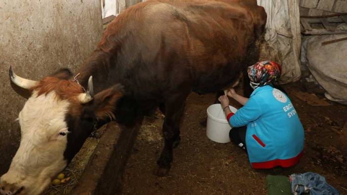 Erciş’te yaşlı çiftin ineklerini Vefa Ekipleri sağdı