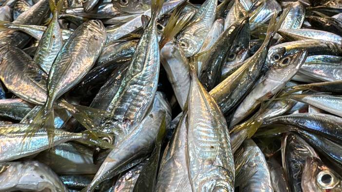 İstavrit tezgaha indi! Bu fiyattan satılıyor