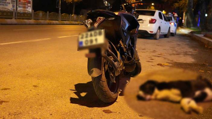 Başıboş köpek motosiklet sürücüsünün ölümüne neden oluyordu