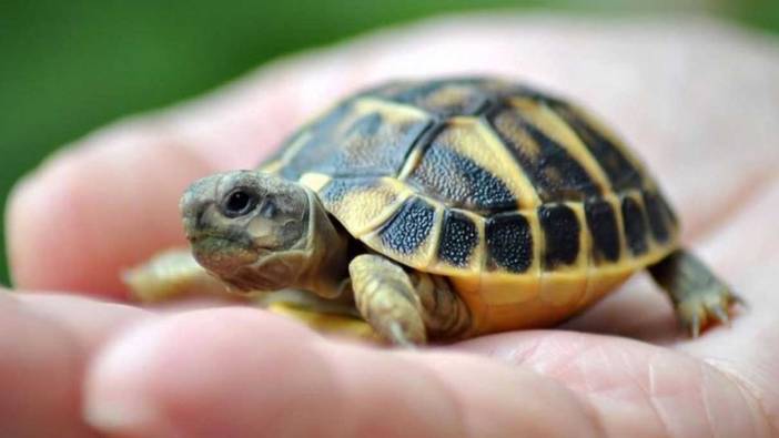 Rüyada kaplumbağa görmek ne demektir?