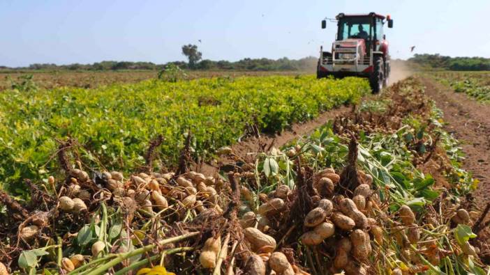 "Adana Yer Fıstığı" coğrafi işaret tescil belgesi aldı