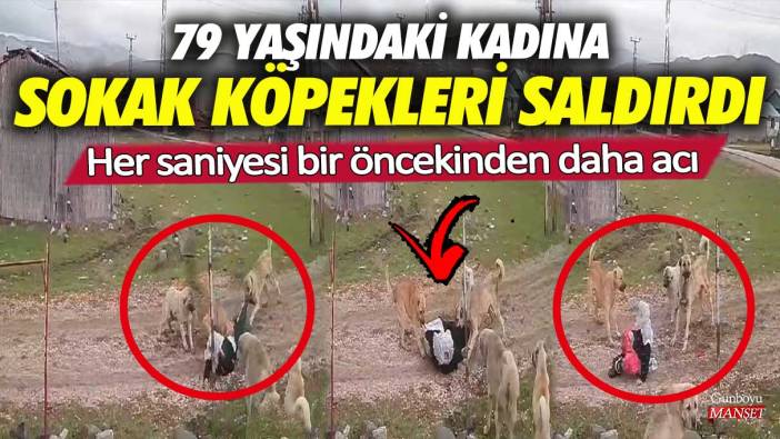 Muş’ta 79 yaşındaki kadına sokak köpekleri saldırdı! Her saniyesi bir öncekinden daha acı