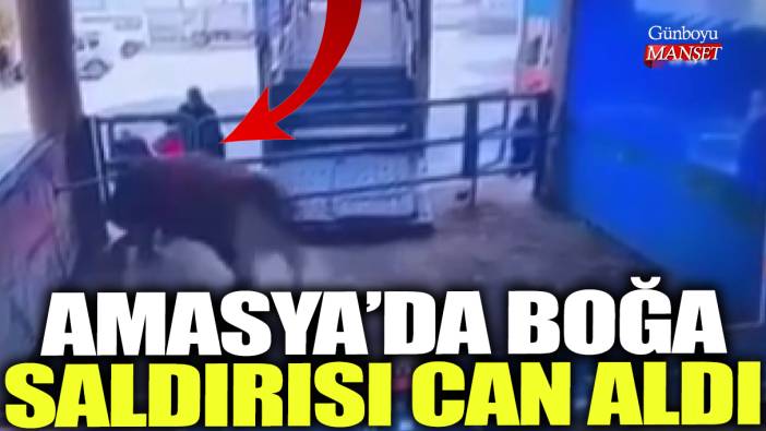 Amasya'da boğa saldırısı can aldı