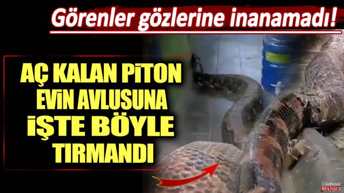 Görenler gözlerine inanamadı! Aç kalan piton evin avlusuna işte böyle tırmandı