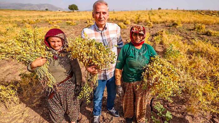 Büyükşehirden çiftçilere 70 ton nohut tohumu desteği