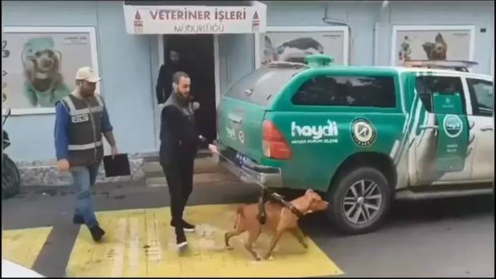 Ağızlıksız pitbull gezdiriyorlardı! 66 bin 798 lira ceza aldılar