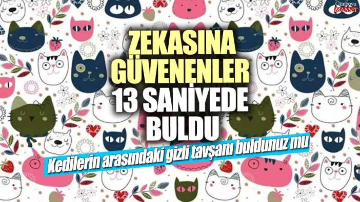 Zekasına güvenenler 13 saniyede buldu! Kedilerin arasına gizlenen tavşanı bulabildiniz mi?