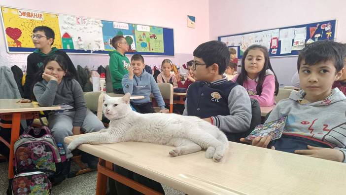 Okullu kedi görenleri hayran bıraktı!