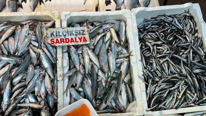 Sardalya ve hamsi balıkçıları yüzünü güldürdü