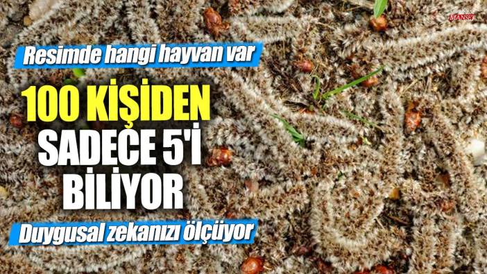 Resimde hangi hayvan var? Duygusal zekanızı ölçüyor... 100 kişiden sadece 5'i biliyor