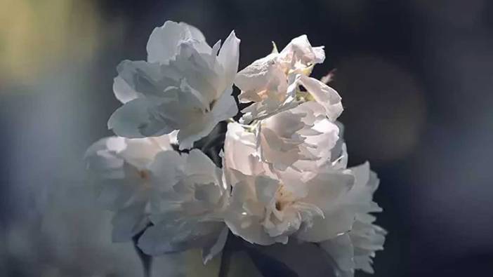 Rüyada yasemin çiçeği görmek ne anlama gelir?