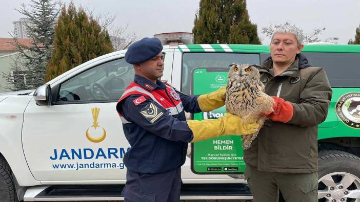 Malatya’da yaralı baykuş koruma altına alındı